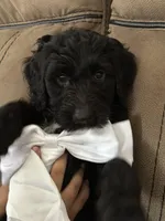 Goaty, a female Goldendoodle for sale in Modesto, CA – Photo 9 of 10