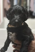 Goaty, a female Goldendoodle for sale in Modesto, CA – Photo 4 of 10