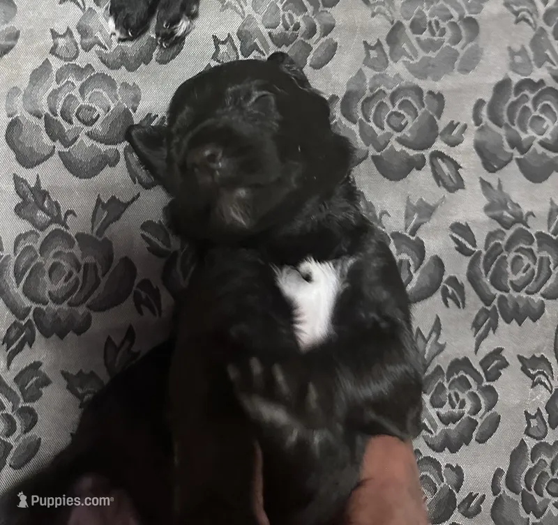 Goaty – Goldendoodle puppy for sale in Modesto, CA