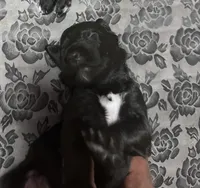 Goaty, a female Goldendoodle for sale in Modesto, CA – Photo 3 of 3