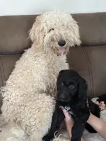 Goaty, a female Goldendoodle for sale in Modesto, CA – Photo 10 of 10