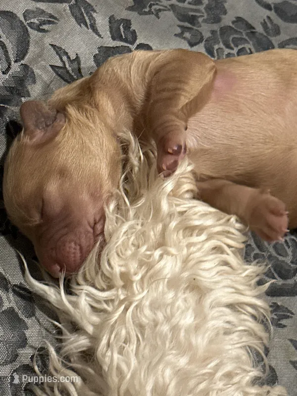 Butterscotch , a female Goldendoodle for sale in Modesto, CA – Photo 1 of 2