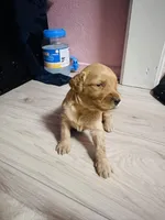 Butterscotch , a female Goldendoodle for sale in Modesto, CA – Photo 4 of 6