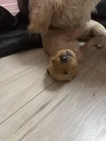 Butterscotch , a female Goldendoodle for sale in Modesto, CA – Photo 5 of 6