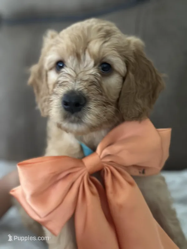 Butterscotch  – Goldendoodle puppy for sale in Modesto, CA