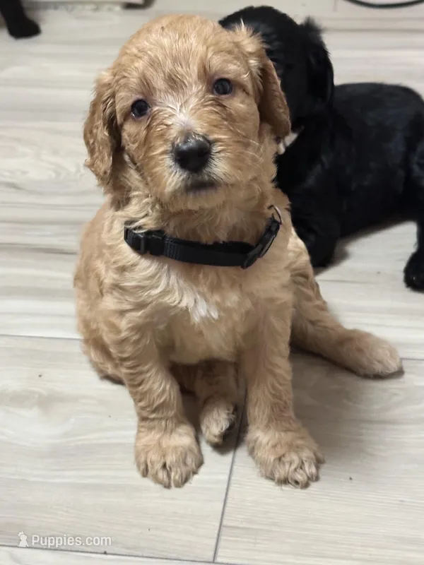 Butterscotch  – Goldendoodle puppy for sale in Modesto, CA