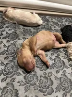 Butterscotch , a female Goldendoodle for sale in Modesto, CA – Photo 2 of 2