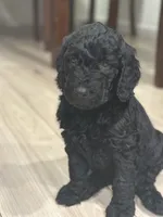 Benny Jr., a male Goldendoodle for sale in Modesto, CA – 5 of 6