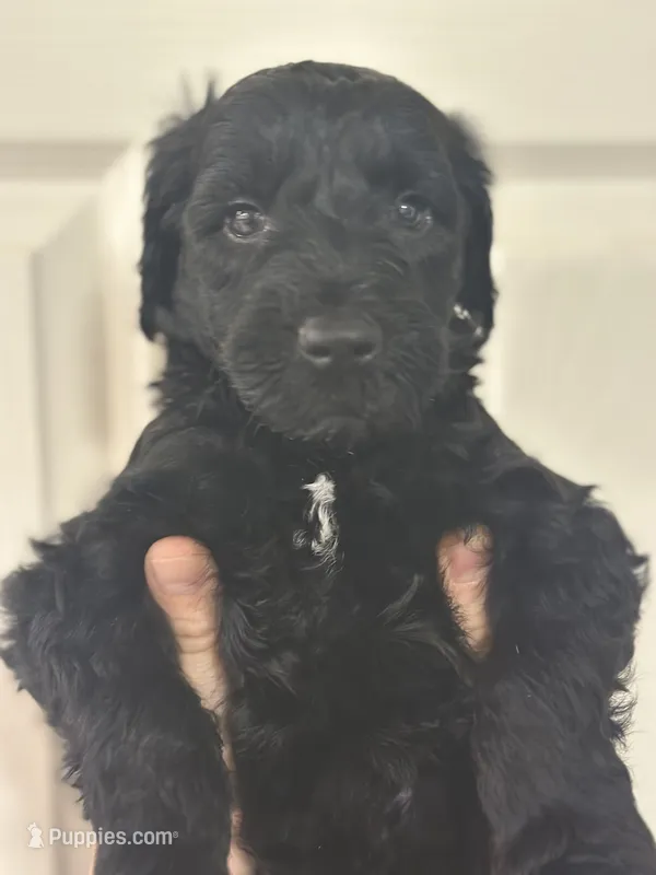 Midnight – Goldendoodle puppy for sale in Modesto, CA