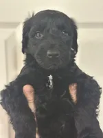 Midnight, a male Goldendoodle for sale in Modesto, CA – 2 of 3