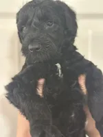Midnight, a male Goldendoodle for sale in Modesto, CA – 3 of 3