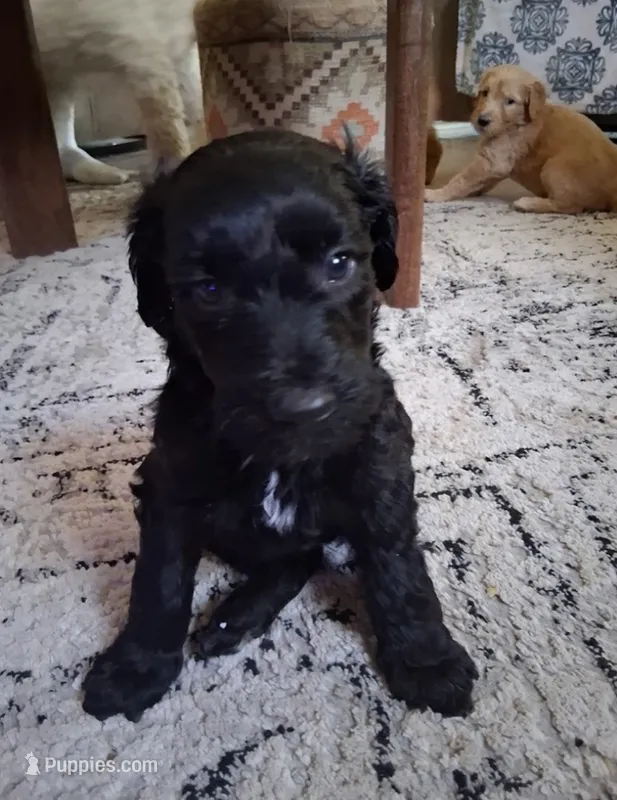 Midnight – Goldendoodle puppy for sale in Modesto, CA