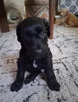 Midnight, a male Goldendoodle for sale in Modesto, CA – 1 of 3