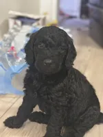 Benny Jr., a male Goldendoodle for sale in Modesto, CA – 3 of 6
