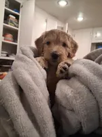 Pancake , a female Goldendoodle for sale in Modesto, CA – 8 of 8
