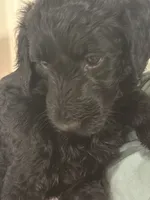 Shadow, a female Goldendoodle for sale in Modesto, CA – 4 of 5
