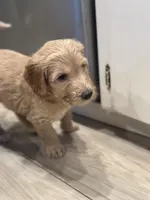 Pancake , a female Goldendoodle for sale in Modesto, CA – 4 of 8