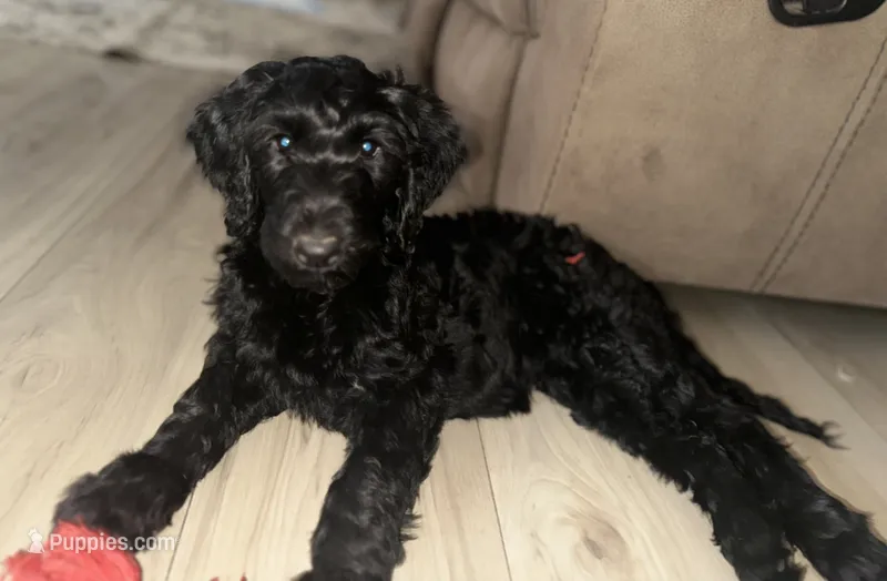 Shadow – Goldendoodle puppy for sale in Modesto, CA