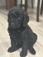 Benny Jr., a male Goldendoodle for sale in Modesto, CA – 2 of 6