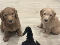 Pancake , a female Goldendoodle for sale in Modesto, CA – 3 of 8