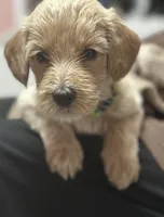 Waffles, a female Goldendoodle for sale in Modesto, CA – Photo 4 of 10