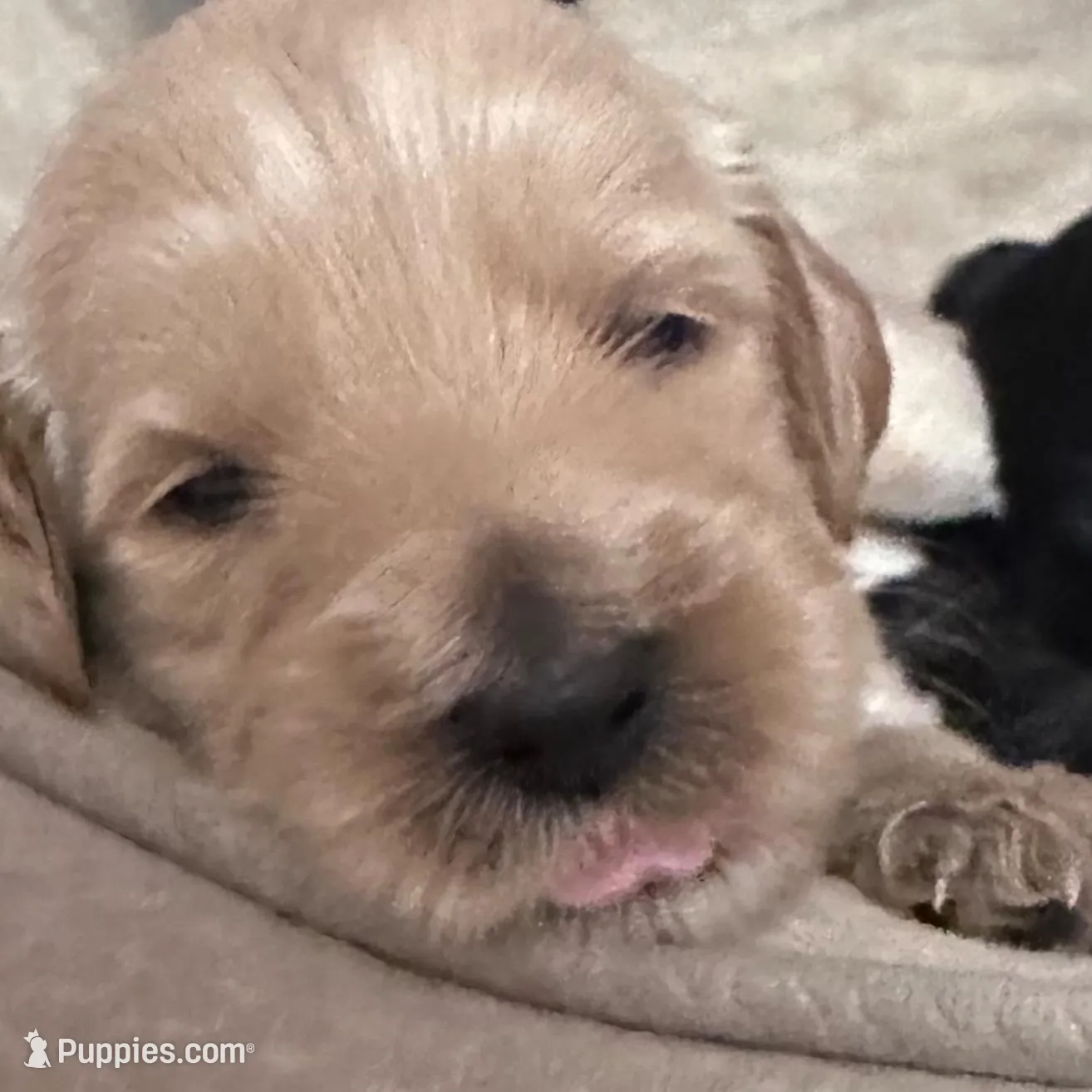 Waffles, a female Goldendoodle for sale in Modesto, CA – Photo 5 of 10