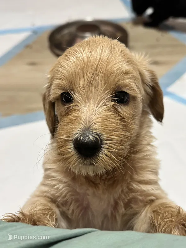 Waffles – Goldendoodle puppy for sale in Modesto, CA