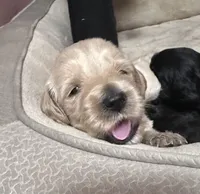 Waffles, a female Goldendoodle for sale in Modesto, CA – Photo 6 of 10