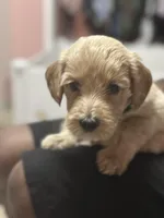 Waffles, a female Goldendoodle for sale in Modesto, CA – Photo 8 of 10