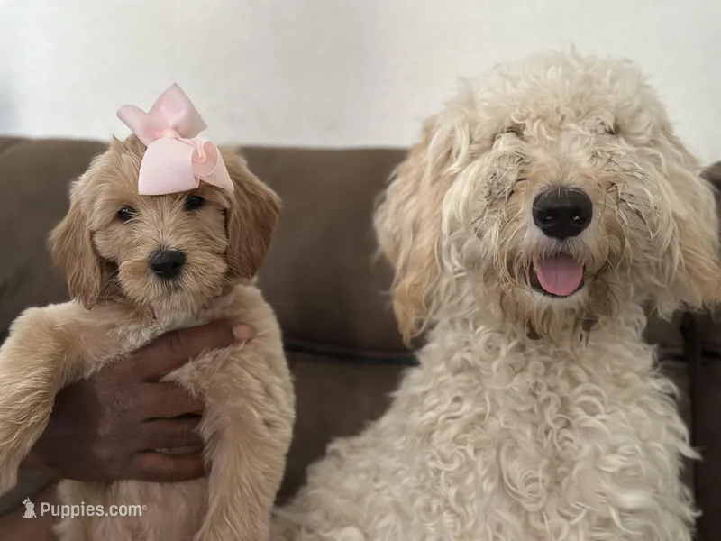 Waffles – Goldendoodle puppy for sale in Modesto, CA