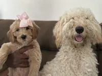 Waffles, a female Goldendoodle for sale in Modesto, CA – Photo 1 of 10