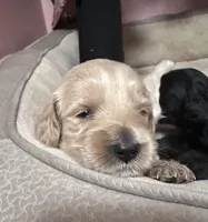 Waffles, a female Goldendoodle for sale in Modesto, CA – Photo 7 of 10