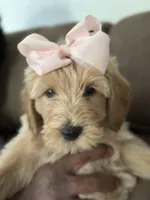 Waffles, a female Goldendoodle for sale in Modesto, CA – Photo 9 of 10