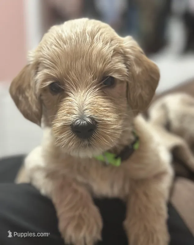 Waffles – Goldendoodle puppy for sale in Modesto, CA
