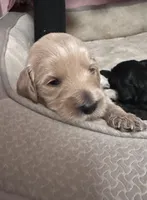 Waffles, a female Goldendoodle for sale in Modesto, CA – Photo 10 of 10