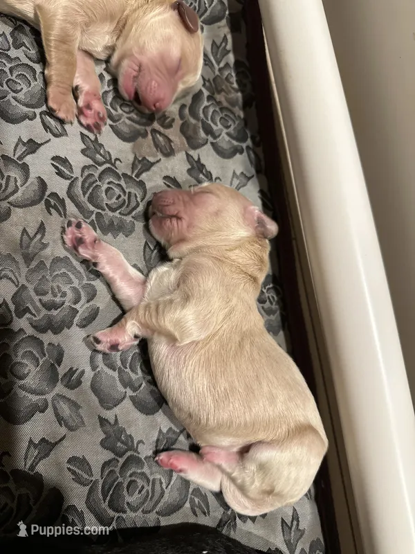 Waffles, a female Goldendoodle for sale in Modesto, CA – Photo 1 of 2