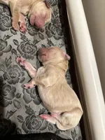 Waffles, a female Goldendoodle for sale in Modesto, CA – Photo 1 of 2