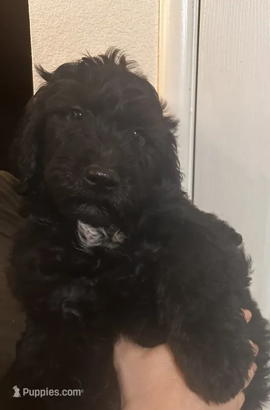 Midnight – Goldendoodle puppy for sale in Modesto, CA