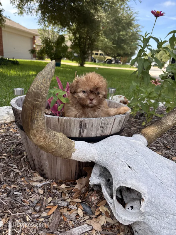 Girl #2 – Shih Tzu puppy for sale in Hutto, TX