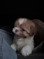 Girl #1, a female Shih Tzu for sale in Hutto, TX – 5 of 6