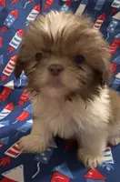 Boy #1, a male Shih Tzu for sale in Hutto, TX – 2 of 5