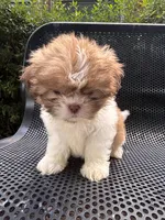 Girl #1, a female Shih Tzu for sale in Hutto, TX – 4 of 6