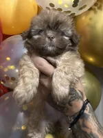 Girl #2, a female Shih Tzu for sale in Hutto, TX – 3 of 5