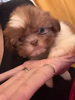 Boy #1, a male Shih Tzu for sale in Hutto, TX – 4 of 5