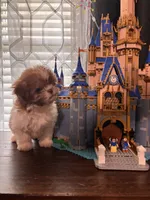Girl #1, a female Shih Tzu for sale in Hutto, TX – 1 of 6