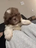 Boy #1, a male Shih Tzu for sale in Hutto, TX – 3 of 5