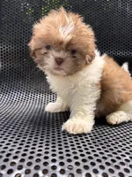 Girl #1, a female Shih Tzu for sale in Hutto, TX – 3 of 6