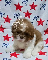 Girl #1, a female Shih Tzu for sale in Hutto, TX – 2 of 6
