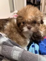 Boy #1, a male Shih Tzu for sale in Hutto, TX – 5 of 5