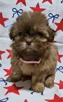 Girl #2, a female Shih Tzu for sale in Hutto, TX – 4 of 5